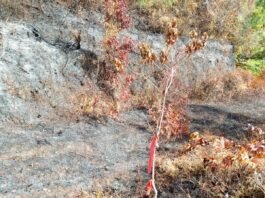 Diduga Lakukan Pembakaran Hutan, Laskar Mei Kito Desak PT SWM dan CV WRL Hentikan Semua Aktivitas di Hutan Desa Dege