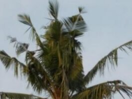 Diserang Hama Sexava, Ribuan Pohon Kelapa Milik Petani Taliabu Terancam Mati, Dinas Pertanian Cuek